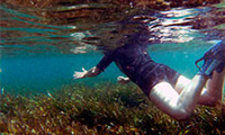 posidonia